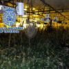 Desmantelan un cultivo de marihuana en el Polígono Industrial de Carrús con 770 plantas y más de 24.000 gramos de cogollos