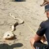 Aparece el esqueleto de un tiburón cañabota en El Pinet