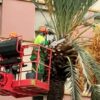 La Asociación de Palmereros denuncia el uso de motosierras para podar las palmeras