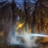 Investigan si el incendio de varias palmeras se originó por una gamberrada