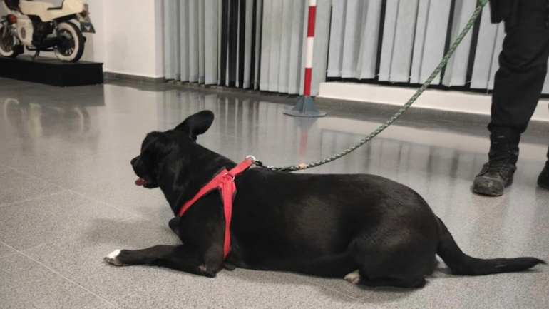 Campaña de vacunación de perros, gatos y hurones
