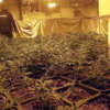 13 detenidos en Elche y Lorca por tener plantaciones de marihuana