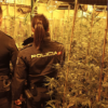 Cinco detenidos por tener una plantación de marihuana en una nave industrial de Algorós