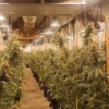 Alquilaban casas para cultivar marihuana y venderla