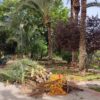 Nuevo servicio de poda de palmeras por 340.000 euros