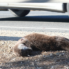 La Asociación Amigos de los Humedales lamenta la muerte por atropello de una nutria junto a El Hondo