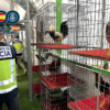 La Policía Nacional de Elche participa en la desarticulación de un grupo dedicado a organizar peleas de gallos en Aspe