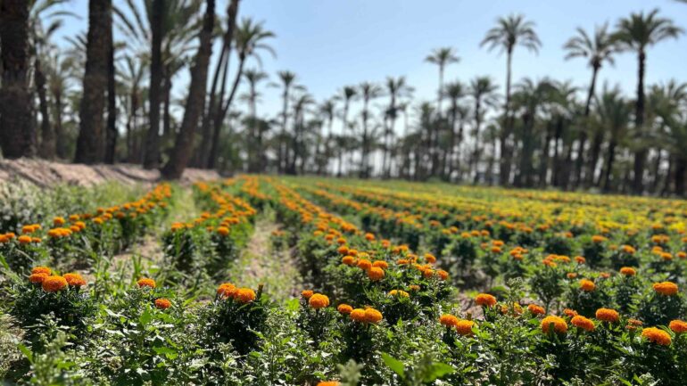 Primavera con muchas alergias