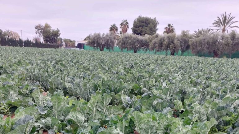 Cuenta atrás para la aprobación de la Ordenanza del Medio Rural