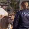 Detienen a dos personas, hermano y hermana, por un presunto delito de maltrato animal