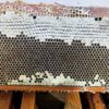 Pedro García, la experiencia de un apicultor en el Día Mundial de las Abejas