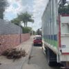 UTE Elche duplica la recogida de poda con el servicio puerta a puerta