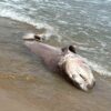 Aparece un tiburón muerto en la playa de Los Arenales del Sol