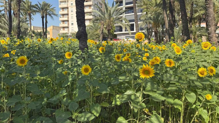 Plantan 100.000 girasoles en el Huerto de Bon Lladre