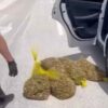 Sorprendidos “in fraganti” con 150 kilos de caracoles cogidos de la sierra