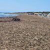 Santa Pola. Esperando el permiso para recoger más de cien camiones de posidonia