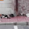Santa Pola. Agreden a personas voluntarias de las colonias felinas y a los propios animales