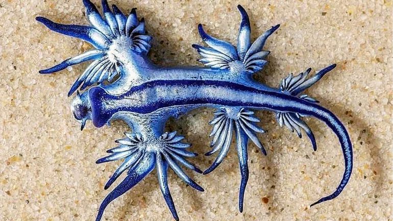 Alerta y precaución por medusas y “dragón azul” en las playas de Santa Pola y Elche