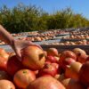 Los agricultores confían en que no sigan las altas temperaturas porque puede afectar a la granada mollar