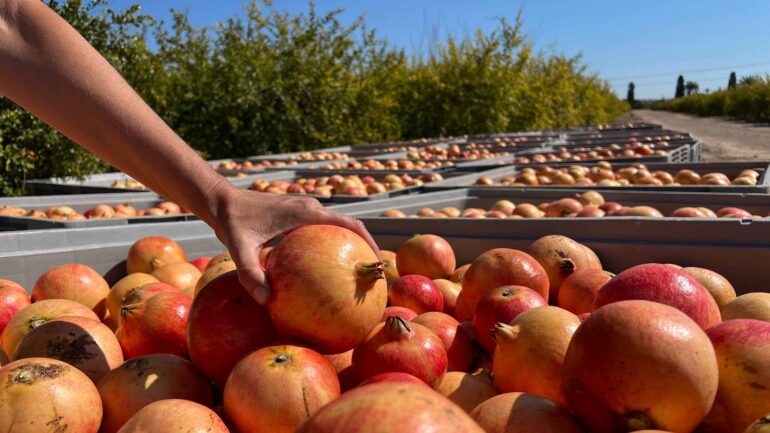 Los agricultores confían en que no sigan las altas temperaturas porque puede afectar a la granada mollar