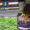Desarticulan una red albanesa dedicada al cultivo de marihuana en Elche, Torrellano, Crevillent y otras poblaciones