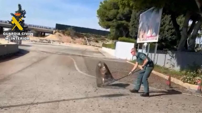 La Guardia Civil rescata un buitre leonado en las proximidades del aeropuerto ante el temor de algún incidente