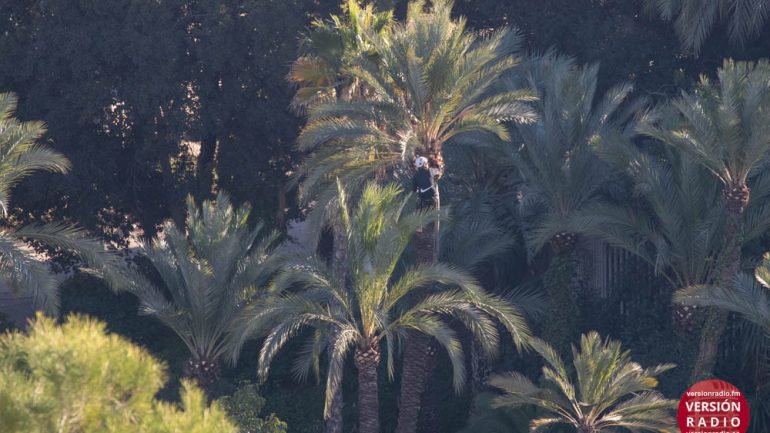 Elche impulsa el oficio de palmerero