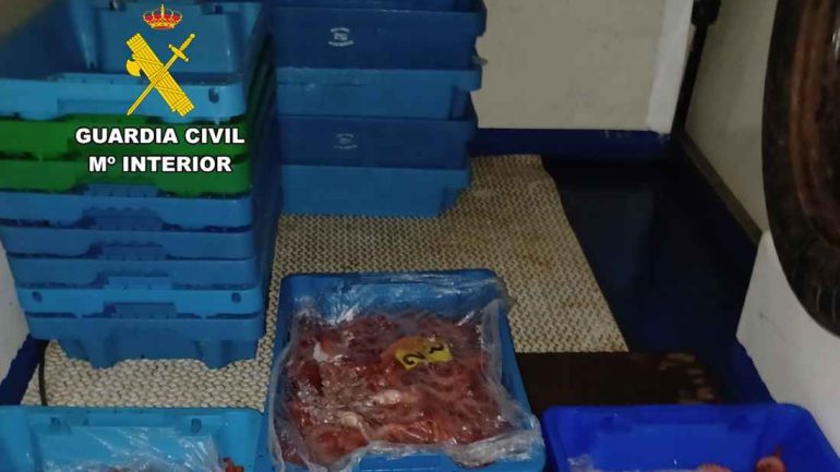 Santa Pola. La Guardia Civil inmoviliza 112 kilos de gamba roja ilegal