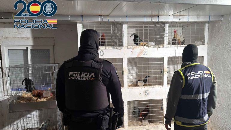 Crevillent. Detenido por maltratar y mutilar a gallos de pelea y ya tenía una condena por hechos similares en 2024