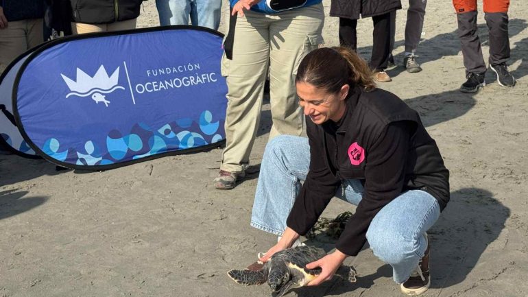 Santa Pola. La tortuga Quelone vuelve al mar