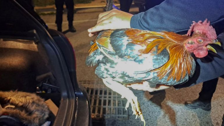 La Policía Local interviene cinco gallos de pelea en un control de tráfico en Maitino