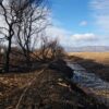 AHSA denuncia que 3 hectáreas de saladar y centenares de tarays se han calcinado tras una quema controlada en El Hondo