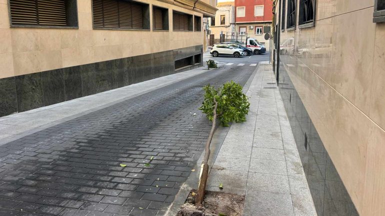 El Ayuntamiento denuncia la “tala intencionada” de cuatro naranjos de la calle Sant Antoni del Pla
