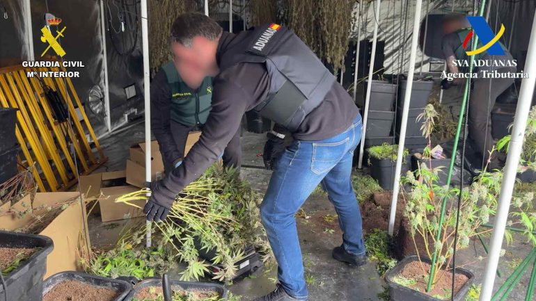 Crevillent. Detienen a tres hombres y desarticulan un grupo dedicado al cultivo de marihuana en el polígono industrial La Garganta