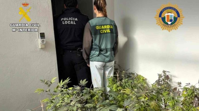 Santa Pola. Detenido por tener una plantación de marihuana en su casa