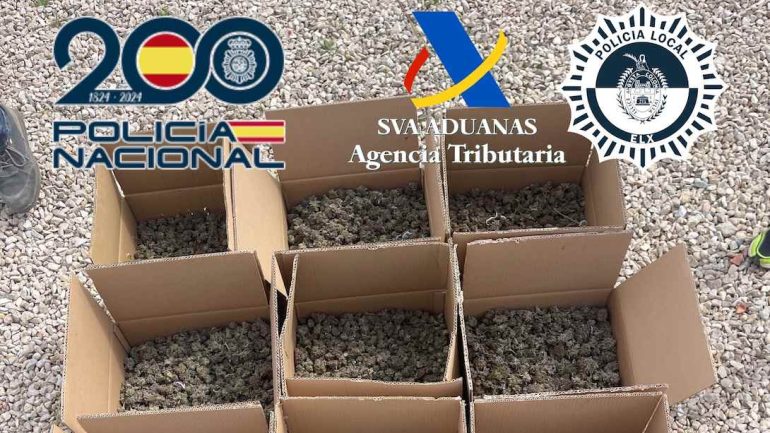 Incautan 126 kilos de cogollos de marihuana en un chalet de Elche
