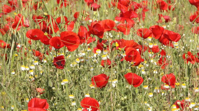 AHSA denuncia que la Ordenanza del Medio Rural “penaliza la vegetación natural y fomenta el uso de herbicidas”