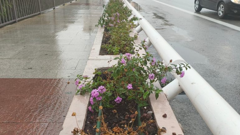 Elche licita por 20.000 euros el riego con camión cuba de las plantas y árboles que se han puesto y no tienen todavía sistema de riego