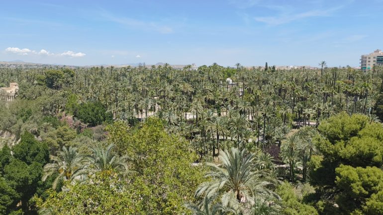 El Plan de Uso y Gestión del Palmeral es la «hoja de ruta para los próximos 50 años»