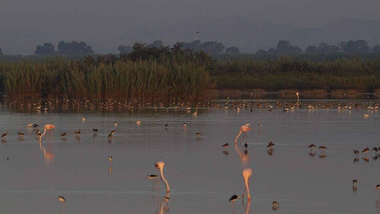 AHSA denuncia que la modificación del Plan Rector de Uso y Gestión de El Hondo supondrá un “retroceso en la conservación”