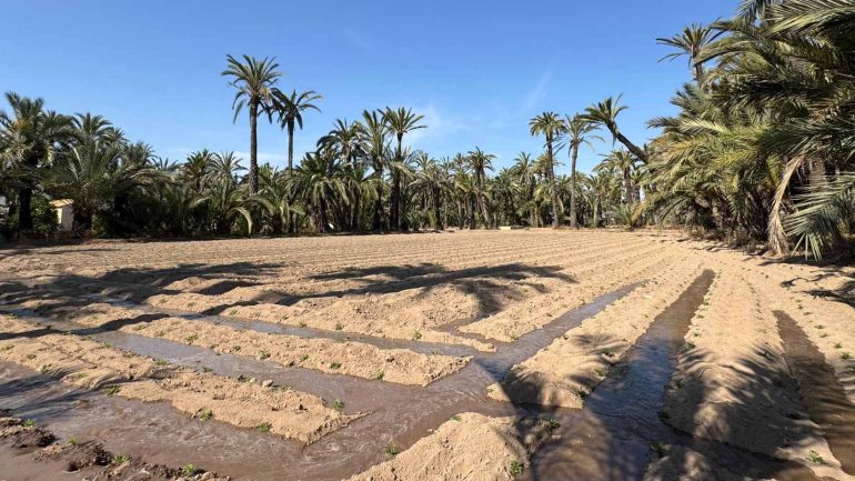 Plantan 25.000 tagetes para la Batalla de Flores de la Federación Gestora de Festejos Populares