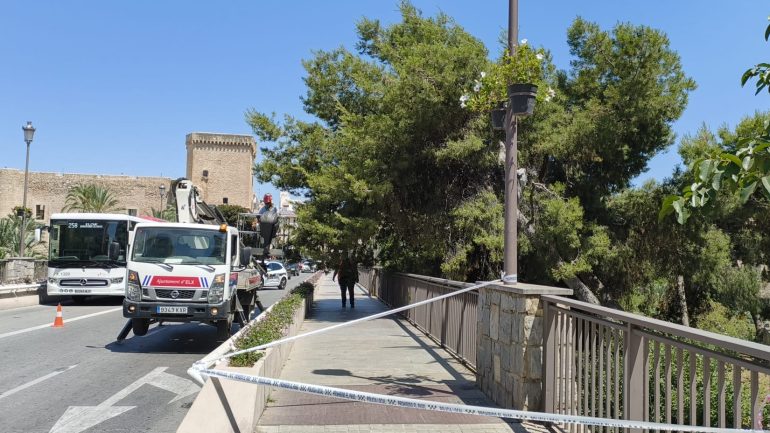 Retiran un gran pino de la ladera el río ante el peligro de caída