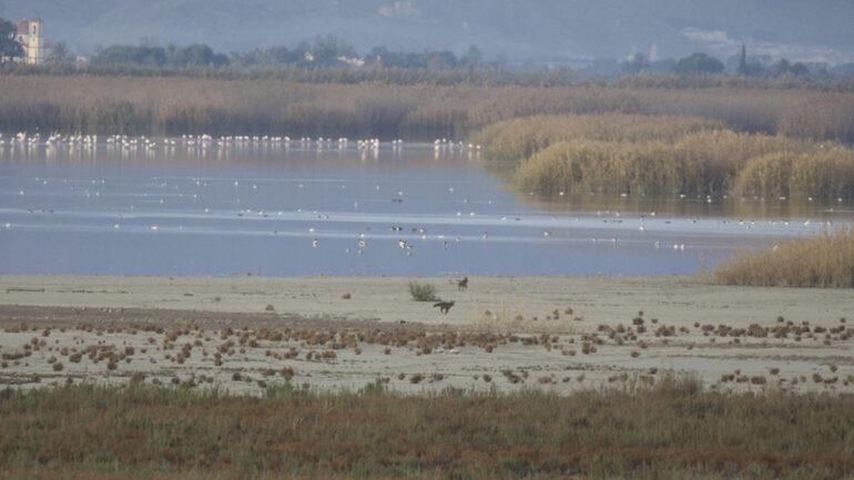 AHSA alerta sobre el “deterioro ecológico” de El Hondo por la sobrepoblación de carpas en los embalses de Poniente y Levante
