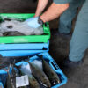 Dos detenidos por vender pescado robado con restos de medicamentos