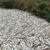 Aparecen miles de peces muertos en una finca por falta de agua en el Azarbe de Dalt