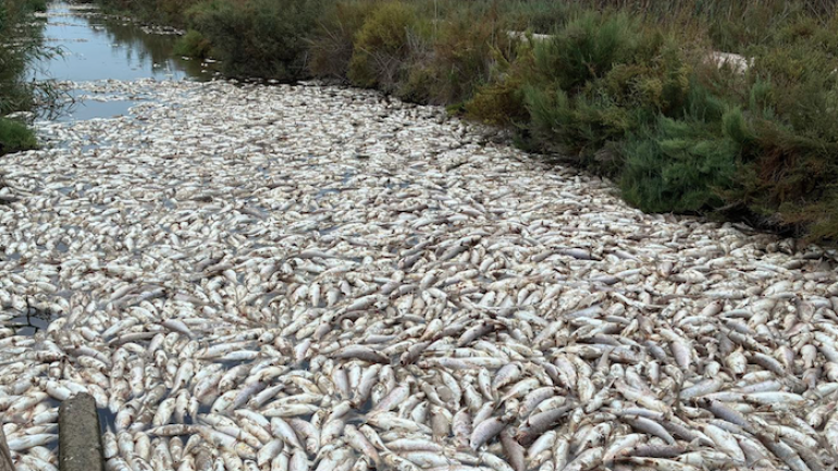 Aparecen miles de peces muertos en una finca por falta de agua en el Azarbe de Dalt