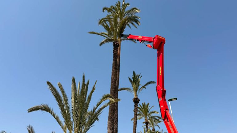 Poda de palmeras en los Huertos de Don Porfirio y Doña Palmira en Travalón