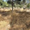 El PSOE denuncia el “absoluto abandono” de parques, jardines y espacios públicos