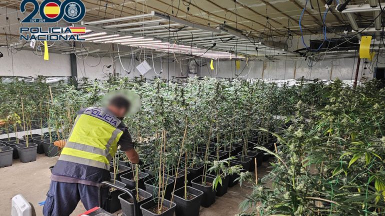 Cuatro personas detenidas por tener una plantación de marihuana en una nave del Camp d’Elx