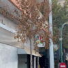 El PSOE denuncia que muchos de los nuevos árboles plantados en Elche están “totalmente secos”
